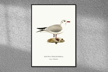 Pliszka Grey Birds Plic