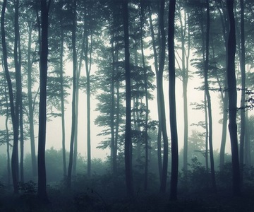 ФОТОобои 300x254 флизелиновые обои ЛЕС #F079
