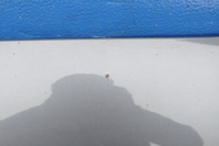 фото thumb №6, Audi a4 b7 капот крышка отсек двигателя cabrio rx72