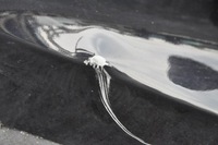 фото thumb №11, Ford fiesta mk8 дверь правый правое задняя задние