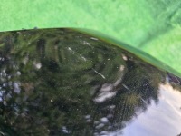 Бампер задня hyundai i20n Недорого, фото thumb