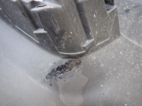 фото thumb №13, Toyota land cruiser j150 09-13 бампер перед передний sprysk pdc