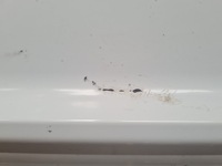 фото thumb №5, Планка дверь зад правые audi q7 sq7 4m0583870 рестайлинг