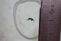 фото thumb №7, Скло лобове opel meriva b оригінал 2011 подвійний