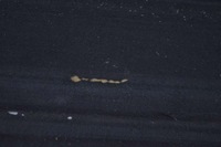 фото thumb №10, Полка багажника opel meriva a 02-06