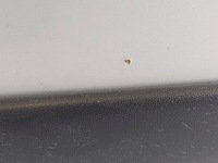 фото thumb №9, Двері лівий задня задні alhambra i sharan 7v8, 7v9