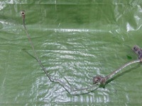 фото thumb №2, Шланг сцепления hyundai i20 1.4 crdi 08-14