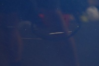 фото thumb №6, Капот крышка двигателя niebieska suzuki sx4 06-14