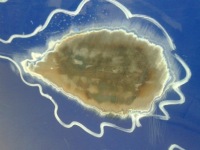 фото thumb №4, Mitsubishi l-200 2006 дверь правое перед