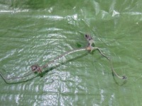 фото thumb №3, Шланг сцепления hyundai i20 1.4 crdi 08-14