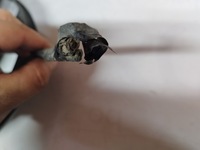 фото thumb №11, Audi 80 b4 2.0 вентилятор радіатор 4a0959455c