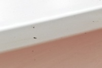 фото thumb №6, Накладка ручка кришки зад задня c08010034 subaru legacy 5 v універсал 09-13