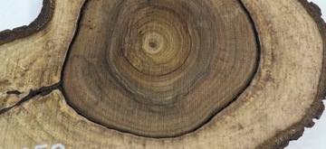 Столешница небольших размеров Slice 56x41 из ореха