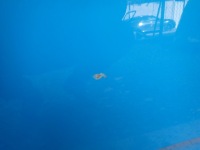 фото thumb №3, Капот крышка двигателя toyota chr ch r 2016-