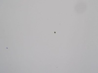 фото thumb №7, Iveco daily iv v 06-14 дверь правый перед широкая молдинг