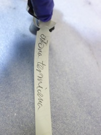 фото thumb №3, Захист теплова turbo 1.6 dci biturbo r9m452 renault trafic iii talisman