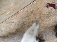 фото thumb №8, Капот перед peugeot bipper