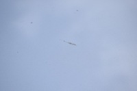 фото thumb №11, Audi a8 d3 lift капот кришка двигуна lx7w