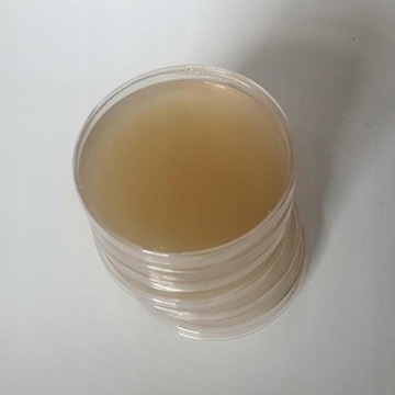 Shiitake – PŁYNNA GRZYBNIA 10ml