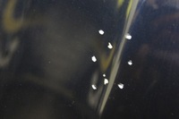 фото thumb №5, Is ii 250 lexus капот 8p8