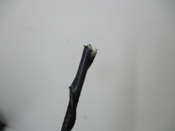 фото thumb №10, Kangoo 2 3 13-21 навігація радіо gps джгут 281151444r 259150423r