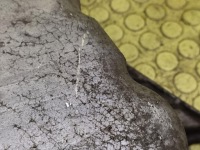 Renault scenic 1 2.0 поддон поддон масляная 8200066133 в Украине, фото thumb