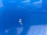 фото thumb №7, Peugeot 208 ii дверь правый перед