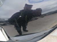 Бампер перед opel meriva b pdc pod датчики z20r с Разборки, фото thumb