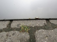 фото thumb №10, 1 mercedes w203 купе дверь левая передние водителя левый перед серебристый