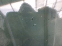 фото thumb №3, Дверь правый задняя maserati levante