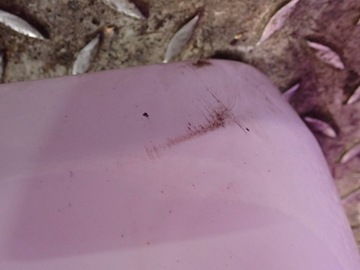 фото thumb №8, Nissan micra k12 рестайлинг 07-10 hb 5d бампер зад задний 326g датчики pdc