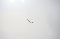 фото thumb №12, Honda accord 2015 - 2018 капот перед кришка двигуна usa