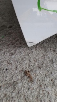 фото thumb №6, Бампер hyundai i20 ii lift 17- задня задній 4xpdc