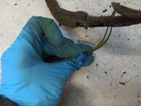 фото thumb №6, Citroen c4 grand picasso дзеркало праві 3 + 6 + 6 pin 96542248xy пошкоджені