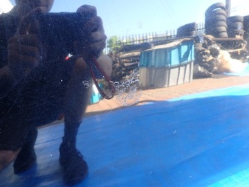 фото thumb №5, Nissan micra k13 10-13 капот кришка двигуна kh3g