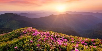 Фотообои Латекс на заказ Ягоды черники