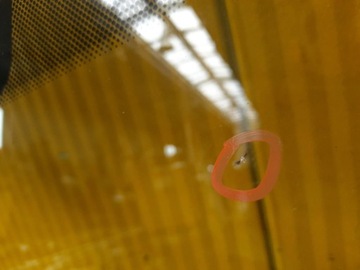 фото thumb №7, Bmw 5 g31 стекло лобовое перед odprysk