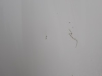 Капот крышка двигателя skoda octavia 3 3 5e рестайлинг  2017-2020r с Разборки, фото thumb