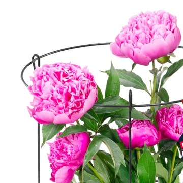 2x PODPORA DO ROŚLIN KWIATÓW 90cm OBEJMA