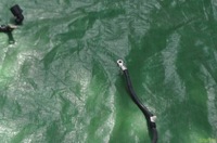 фото thumb №7, Жгут генератора 2.0 vw passat cc 3c0971230fk