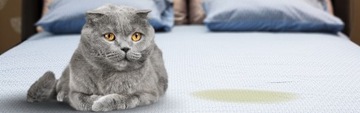 НЕЙТРАЛИЗАТОР ЗАПАХА КОШАЧЬЕЙ МОЧИ 5,5 л + БЕСПЛАТНО!!