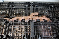 фото thumb №1, Scania r 440 xpi коллектор выпускной 1546234 1802913 1798383