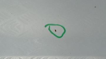 фото thumb №5, Mercedes w203 дверь правые левая зад задние универсал c744r