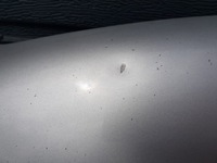 фото thumb №13, Капот audi a8 d3 ly7w