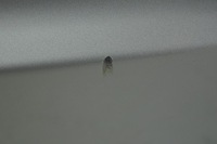 фото thumb №8, Кришка багажника багажника volvo v50 426 org lak