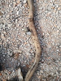 фото thumb №9, Bmw f11 гаситель kompletny