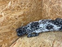 фото thumb №8, Абсорбер пена бампера перед bmw 2 f44 m-pakiet 8075463