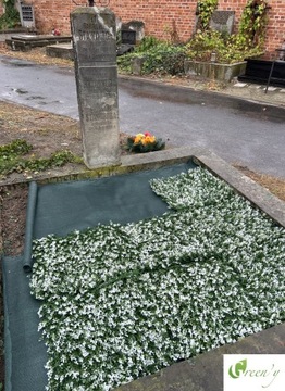 Boxwood для могильной украшения TOMBSTON - искусственная хеджирование на протяжении многих лет Matt 50x50