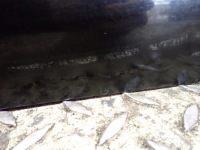 фото thumb №16, Opel zafira a i двері задня ліва задні z20r