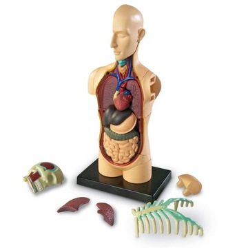 Tułów człowieka model anatomiczny ludzkie ciało Learning Resources